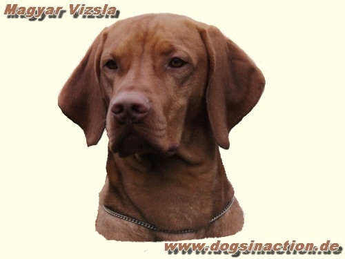 Mini-Aufkleber Magyar Vizsla (UK)