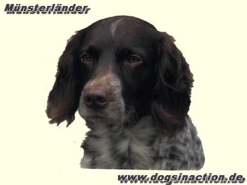 Mini-Aufkleber Münsterländer