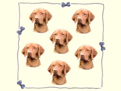 Micro-Aufkleber Magyar Vizsla (UK), 6 Stück