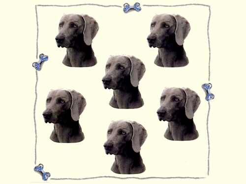 Micro-Aufkleber Weimaraner (WK), 6 Stück