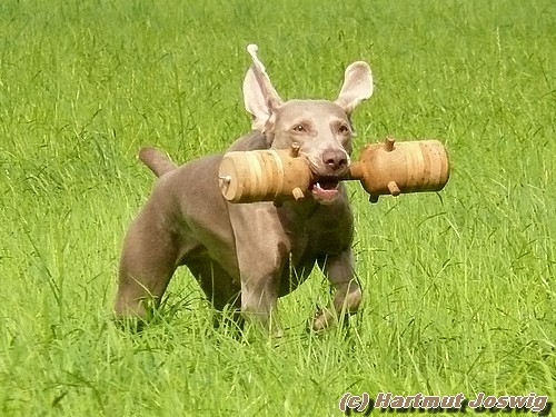 Oberländer Apportierbock 1500gr., mit Holzscheiben