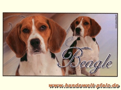 Design-Aufkleber Beagle, 15x9cm