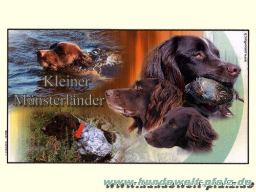 Design-Aufkleber Kleiner Münsterländer 2, 15x9cm