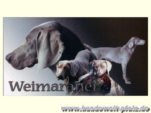 Design-Aufkleber Weimaraner, 15x9cm