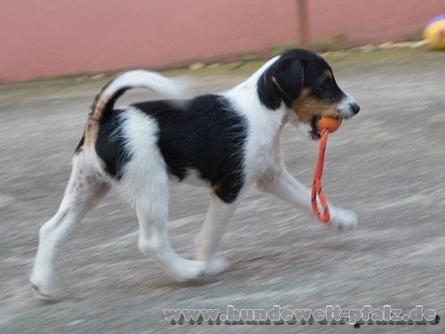 Trainings-Spielballl am Seil, ø 4,5cm / 20cm, Orange