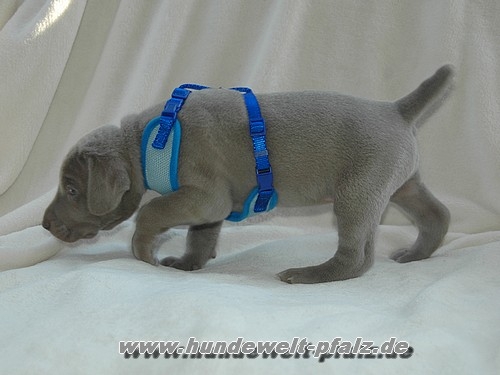 Welpen Softgeschirr m. Leine, 23-34cm/2m/10mm