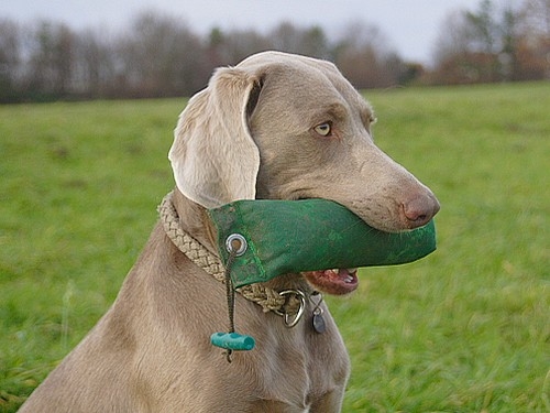 Romneys Standard Dummy 500g