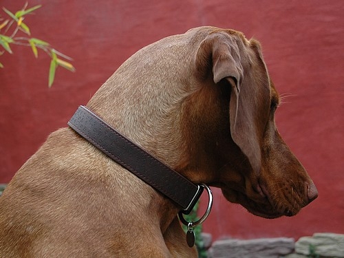Kunstlederhalsband Dogstyle 40-65cm, Braun