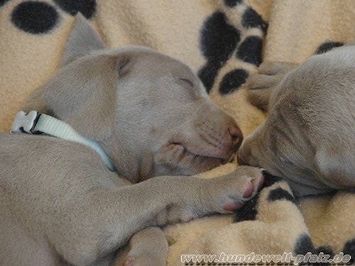 Red Dingo Halsband 12mm, hellblau
