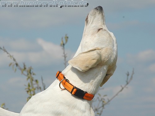Halsband Soft-Grip, 25mm, Orange