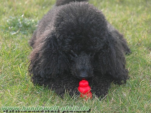 Classic Kong S, 7cm, Rot