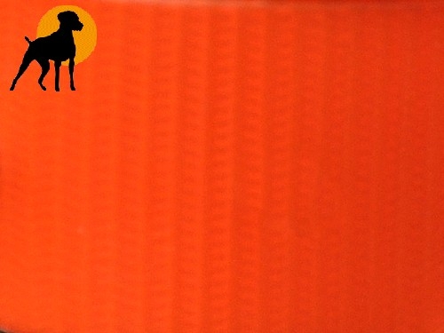 Biothane Crystal Halsband 60cm x 25mm, Signalorange