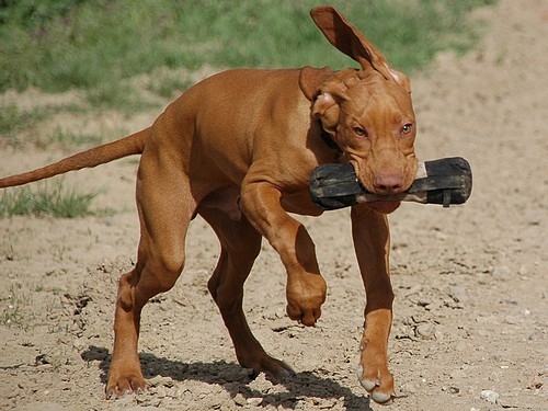 Hunter Trainer Snack Dummy 20cm