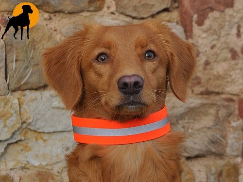 Signalhalsung mit Klettverschluß 40x3,5cm, Orange