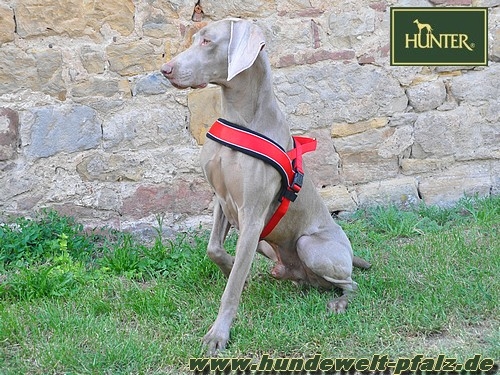 Hunter Norwegergeschirr Racing, Gr. XXL, Rot