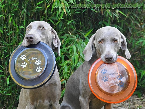 Dog Activity Sport Disc ø 19cm, bissfest
