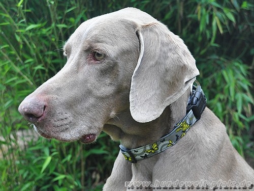 Halsband Butterfly, 25mm x 40-65cm mit Zugentlastung