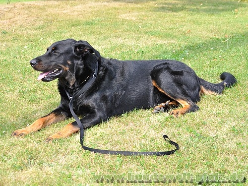 Agility-Sportleine Gr.3, Halsteil 50cm, gepolstert, schwarz