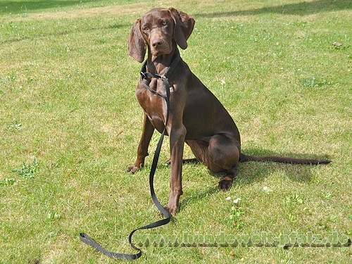 Agility-Sportleine Gr.2, Halsteil 40cm, gepolstert, schwarz