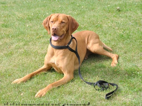 Agility-Sportleine Gr.2, Halsteil 40cm, gepolstert, schwarz
