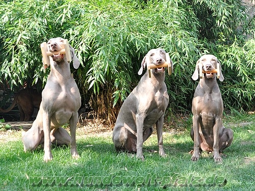 Obedience Holzapportel Gr.2, 250gr., 13cm