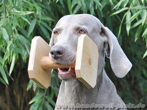 Obedience Holzapportel Gr.3, 350gr., 15cm