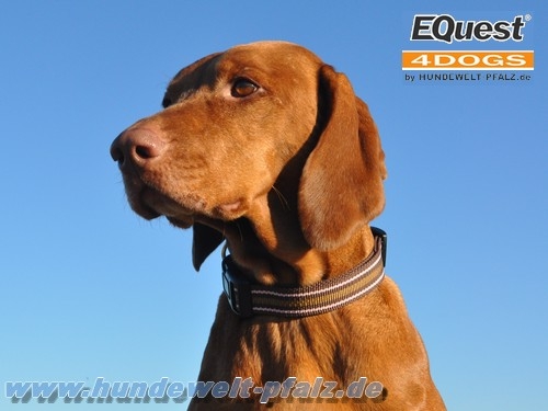 EQuest 4 Dogs Halsband Regular 25mm, Gr.2, Tango