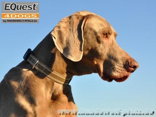 EQuest 4 Dogs Halsband Regular 25mm, Gr.2, Desert