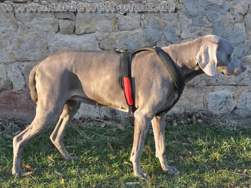 Flash Sicherheitsband mit Klettverschlüssen, 16cm