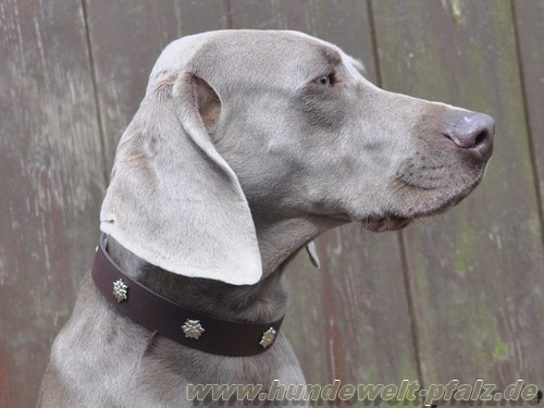 HWP Biothane Halsband Edelweiß 25mm, mit Alu-Verschluß