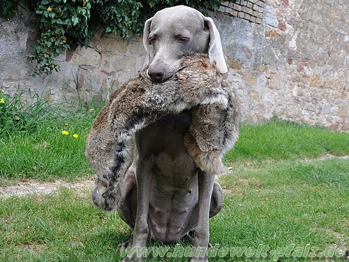 Vollfell-Kaninchendummy 3-tlg., 3kg