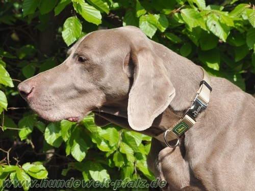 Hunter Halsband Vario Basic Alu-Strong, L, Beige