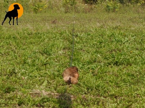 Running Rabbit Dummy mit Kaninchenfell