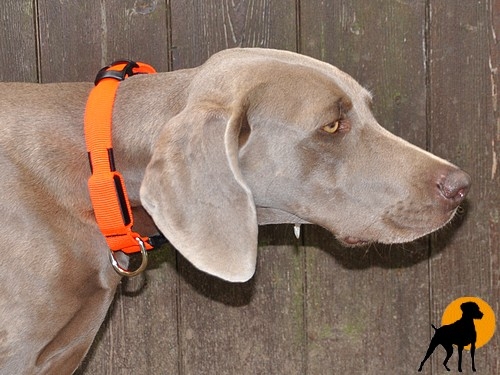 Flash Sicherheitshalsband, 25mm x 40-55cm, signalorange