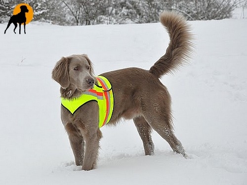 Hundewarnweste Classic mit Rückenöffnung, Gr. 3, Signalgelb