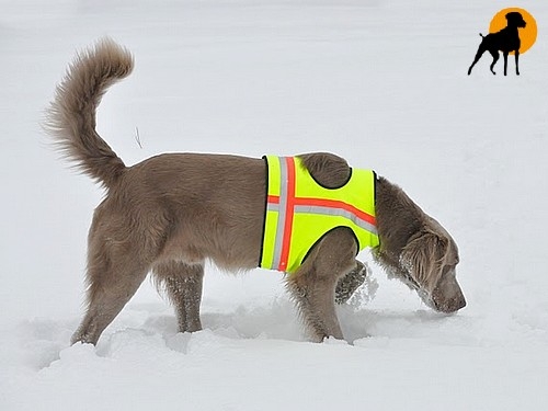 Hundewarnweste Classic mit Rückenöffnung, Gr. 3, Signalgelb