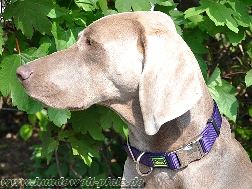 Hunter Halsband Vario Basic Alu-Strong, L, Violett