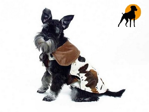 Hundemantel Cattle-Coat 31cm