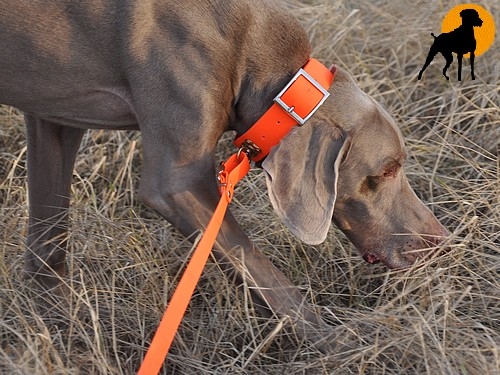 Biothane Beta Schweißhalsung Classic 38mm, Signalorange