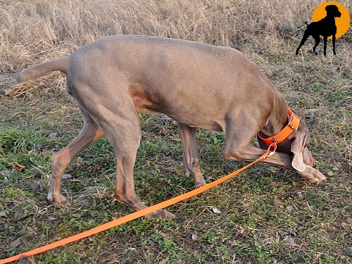Biothane Beta Schweißhalsung Classic 38mm, Signalorange