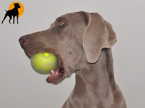 Ruff & Tuff Tennisball mit Gummiüberzug