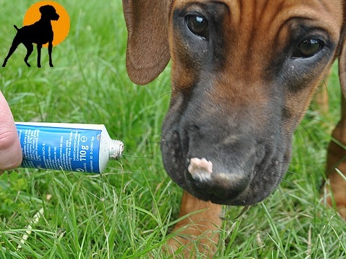 Trixie Premio Einweg-Tube Hunde-Lammcreme, 110g