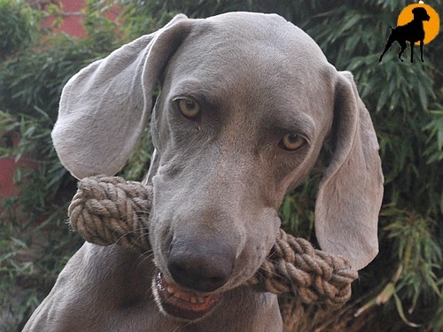 Jute-Bringsel, geknotet, 20cm x 4,5cm