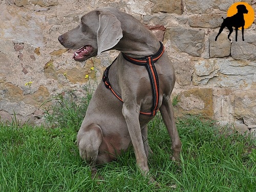 Trixie Fusion Kreuzgeschirr mit Neopren-Polsterung, Gr. L