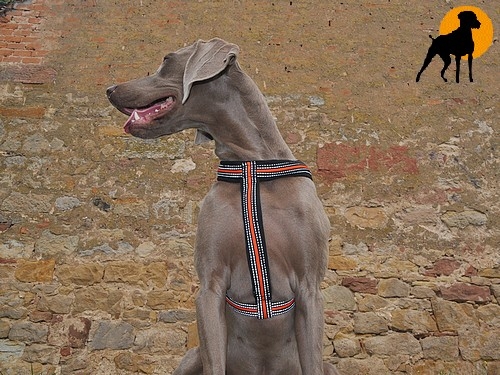 Trixie Fusion Kreuzgeschirr mit Neopren-Polsterung, Gr. L