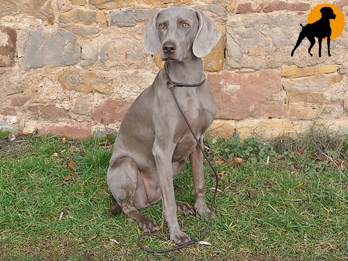 HWP Biothane Coated Rope Retrieverleine 130cm x 6mm, o.Stop