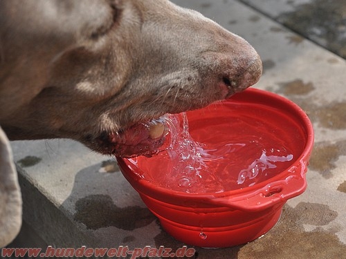 Silikon Reisefaltnapf, 0,5 l / ø 14cm