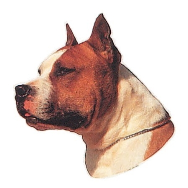 Aufkleber American Staffordshire Terrier