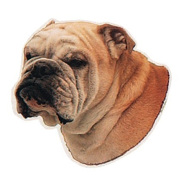 Aufkleber Englische Bulldogge