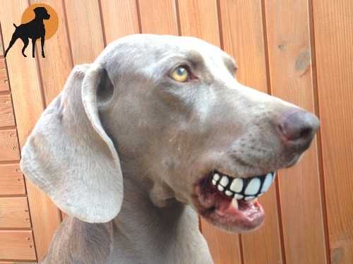 Rogz Grinz Ball zum befüllen, 6,5cm